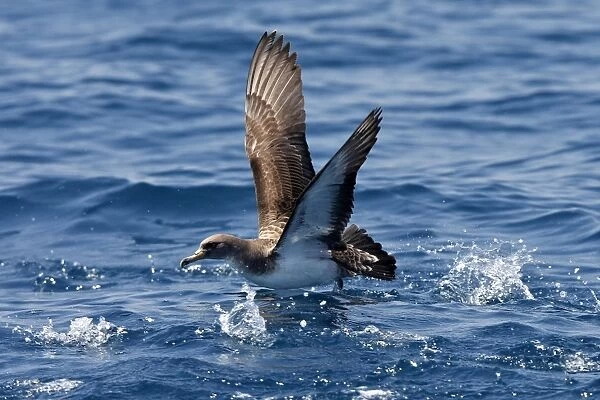 Cory's Shearwater - taking off. The strait of Gibraltar - Spain