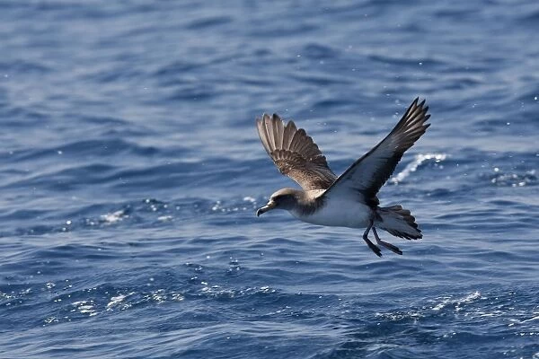 Cory's Shearwater - taking off. The strait of Gibraltar - Spain