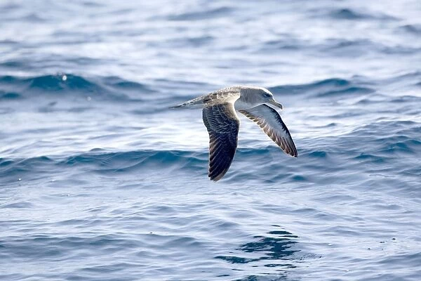 Cory's Shearwaters Madeira September