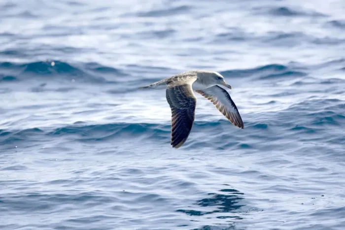 Framed Print : Cory's Shearwaters Madeira September Framed Print : Cory's Shearwaters Madeira September