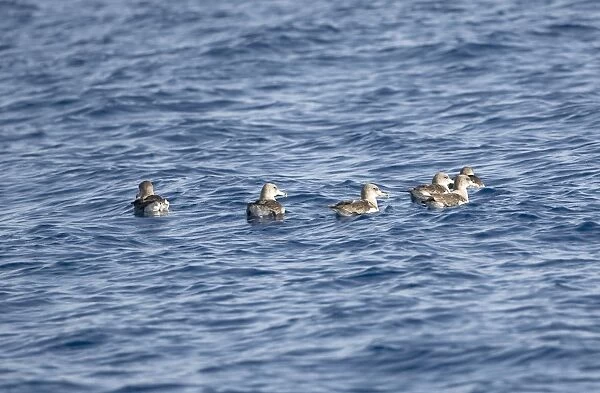 Corys Shearwaters on sea Madeira September