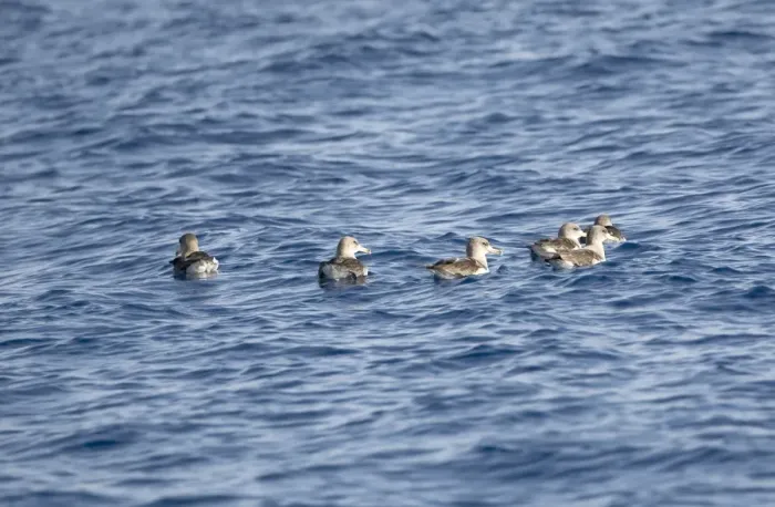 Framed Print : Corys Shearwaters on sea Madeira September Framed Print : Corys Shearwaters on sea Madeira September