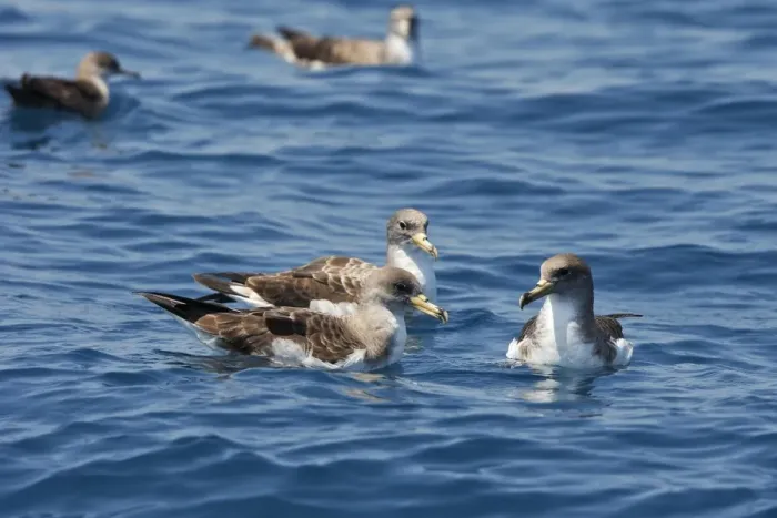 Framed Print : Cory's Shearwaters. The strait of Gibraltar - Spain Framed Print : Cory's Shearwaters. The strait of Gibraltar - Spain