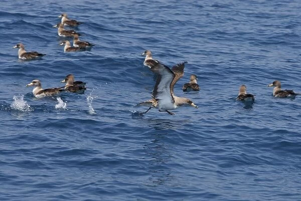 Cory's Shearwaters. The strait of Gibraltar - Spain