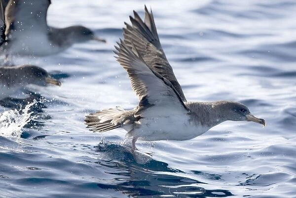 Cory's Shearwaters taking off. Madeira September
