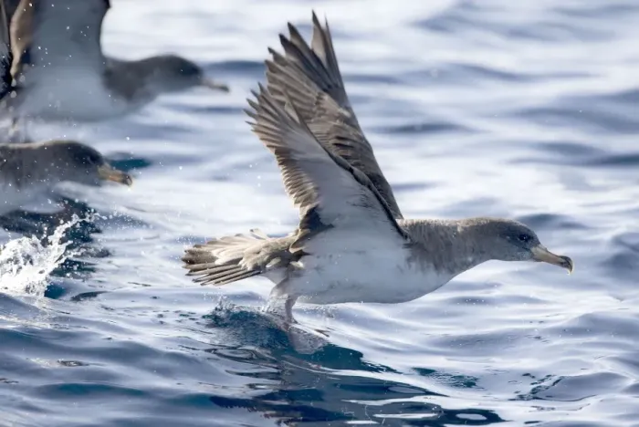 Framed Print : Cory's Shearwaters taking off. Madeira September Framed Print : Cory's Shearwaters taking off. Madeira September