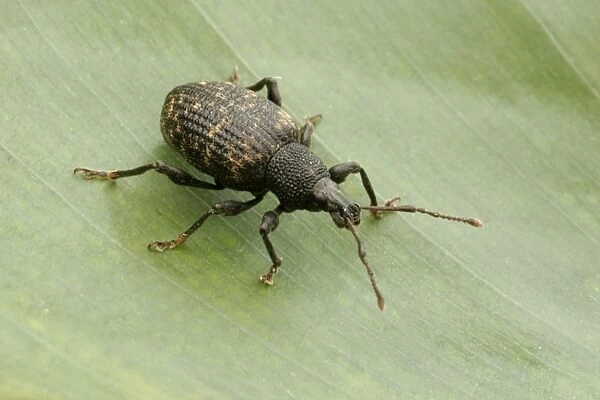 COS-1266. Vine Weevil, Pest of cultivated plants. Essex, UK. IN000033