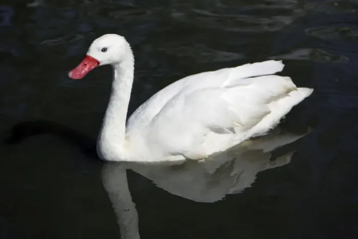 Framed Print : Coscorba Swan-swimming on lake, Washington WWT, Tyne and Wear UK Framed Print : Coscorba Swan-swimming on lake, Washington WWT, Tyne and Wear UK