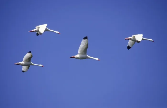 Framed Print : Coscoroba Swans - in flight - Argentine Pampa - Argentina Framed Print : Coscoroba Swans - in flight - Argentine Pampa - Argentina