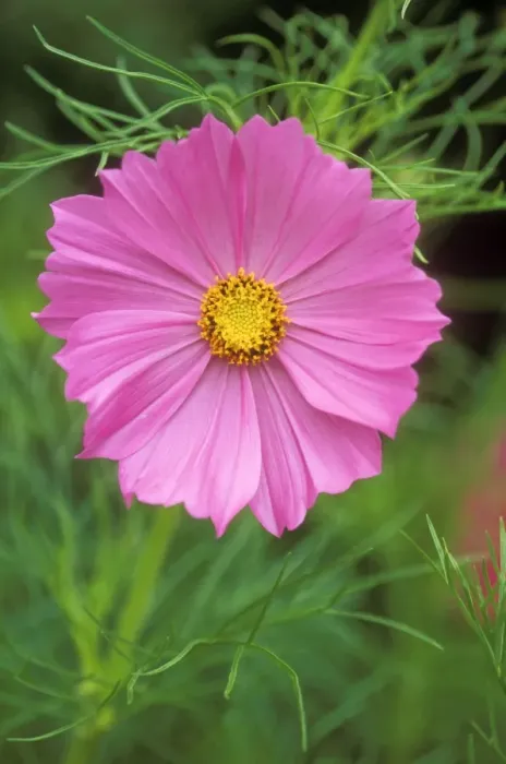 Framed Print : Cosmos Bipinnatus Psycho july flowering, Wakehurst place, West Sussex, UK Framed Print : Cosmos Bipinnatus Psycho july flowering, Wakehurst place, West Sussex, UK