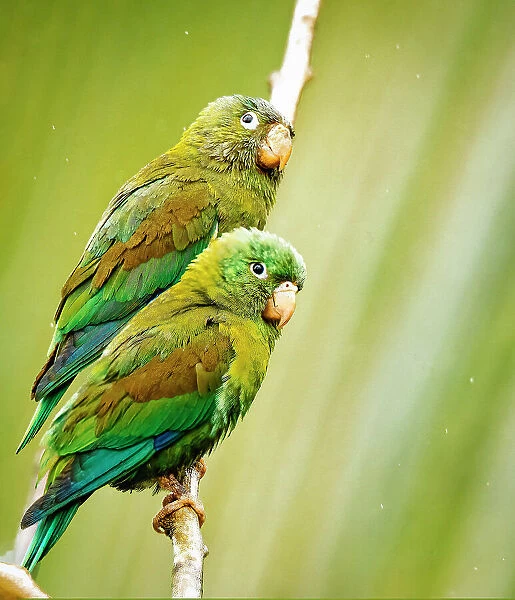 Costa Rica, parakeet perched Date: 20-02-2015