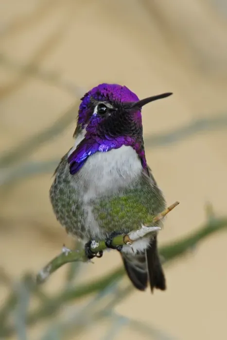 Framed Print : Costa's Hummingbird