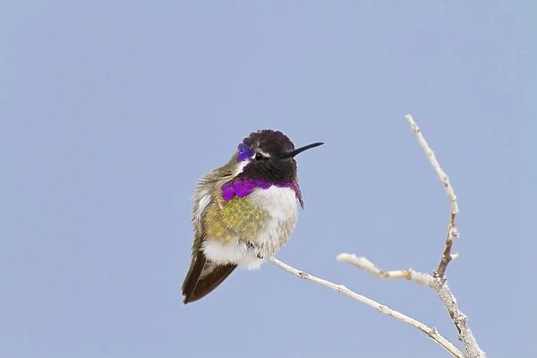 Costa's Hummingbird. Anza Borrego Desert in January, California, USA