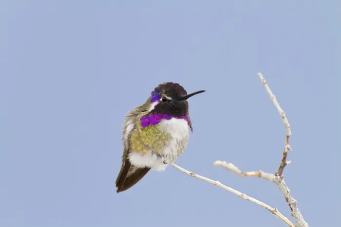 Framed Print : Costa's Hummingbird. Anza Borrego Desert in January, California, USA