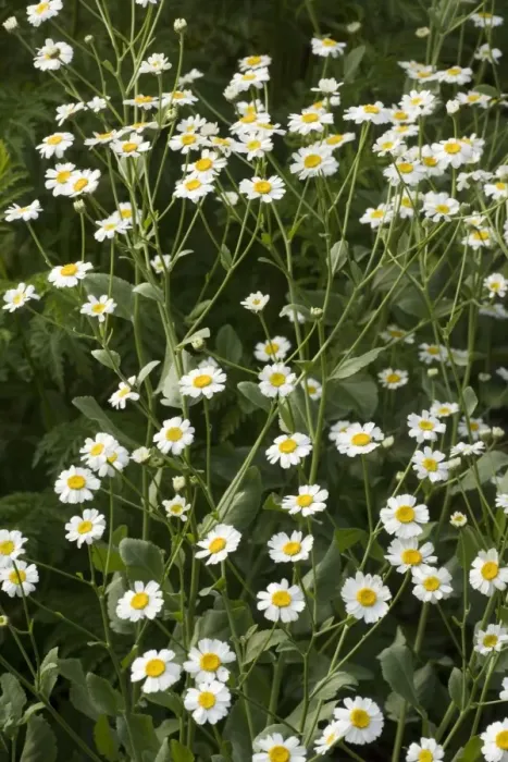 Framed Print : Costmary, or Alecost (Tanacetum balsamita). An old culinary and medicinal herb. Garden Framed Print : Costmary, or Alecost (Tanacetum balsamita). An old culinary and medicinal herb. Garden