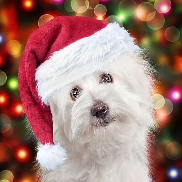 Coton de Tulear dog wearing red Christmas Santa hat