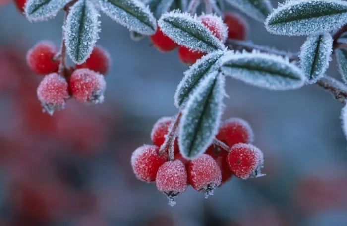 Framed Print : Cotoneaster Berries - Covered in frost Framed Print : Cotoneaster Berries - Covered in frost