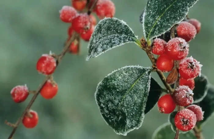 Framed Print : Cotoneaster Berries with frost