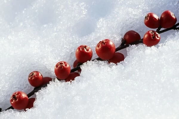 Cotoneaster Berries In snow