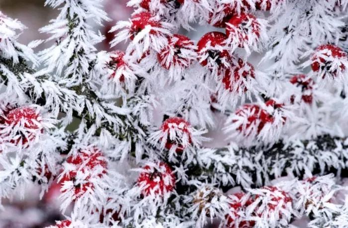 Framed Print : Cotoneaster - frozen berries Framed Print : Cotoneaster - frozen berries