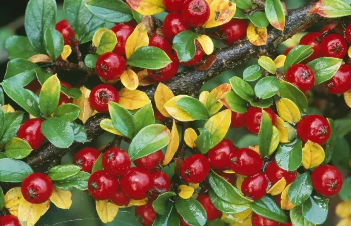 Framed Print : Cotoneaster horizontalis Framed Print : Cotoneaster horizontalis