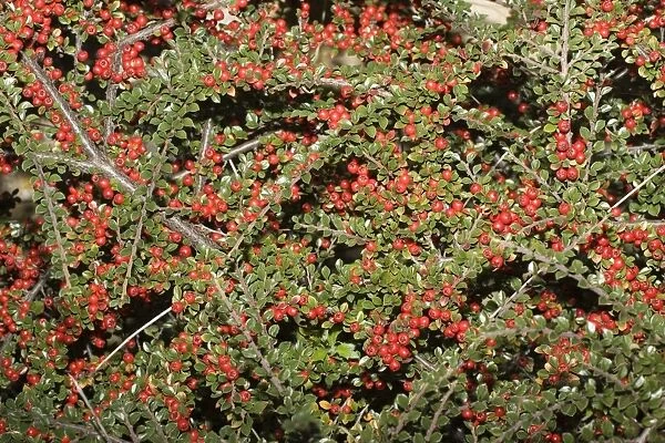 Cotoneaster plant - with abundant red berries, Cotswolds, UK