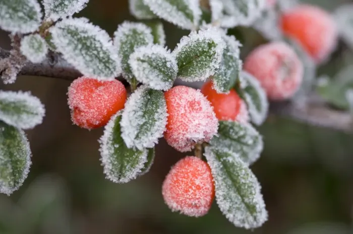 Framed Print : Cotoneaster Rimed berries - In frost Framed Print : Cotoneaster Rimed berries - In frost