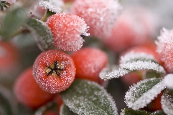 Cotoneaster Rimed berries - In frost