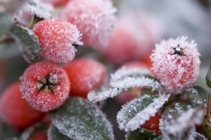 Framed Print : Cotoneaster Rimed berries - In frost Framed Print : Cotoneaster Rimed berries - In frost
