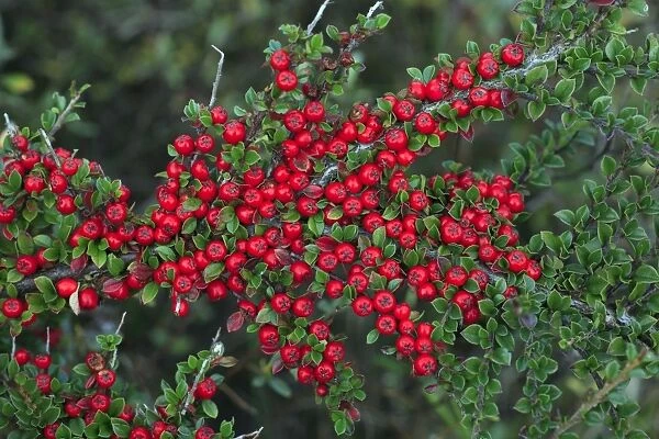 Cotoneaster - ripe berries in autmn, garden escape, Holy Island, Northumberland, England