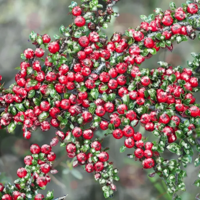 Framed Print : Cotoneaster - ripe berries in winter, garden escape, Holy Island, Northumberland, England Digital Manipulation: snow / frost Framed Print : Cotoneaster - ripe berries in winter, garden escape, Holy Island, Northumberland, England Digital Manipulation: snow / frost