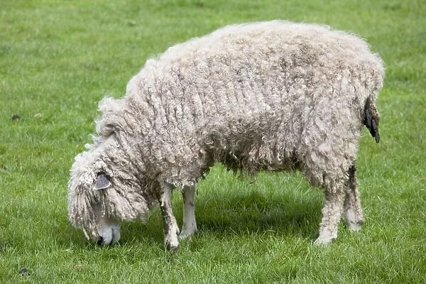 Cotswold Sheep Ewe - grazing - Rare Breed Trust Cotswold Farm Park Temple Guiting Glos UK