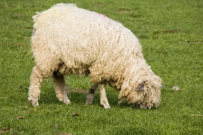 Framed Print : Cotswold sheep - ewe grazing. Rare Breed Trust Cotswold Farm Park Temple Guiting near Stow on the Wold UK. Renowned for both wool and meat this breed dominated the Cotswold Hills during the peak days of the wool trade