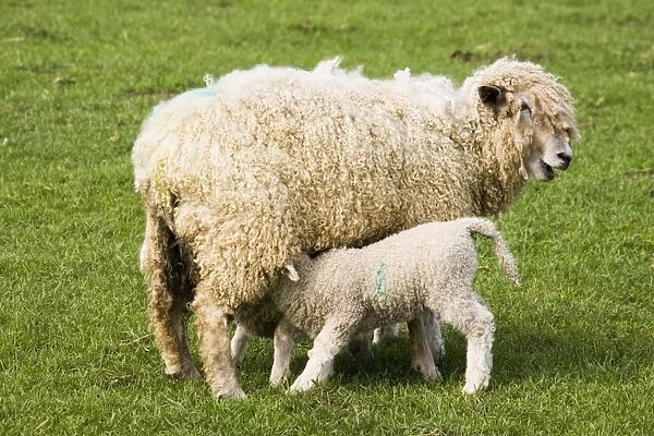 Cotswold Sheep - ewe with young lamb suckling. Rare Breed Trust Cotswold Farm Park Temple Guiting near Stow on the Wold UK. Renowned for both wool and meat this breed dominated the Cotswold Hills during the peak days of the wool trade