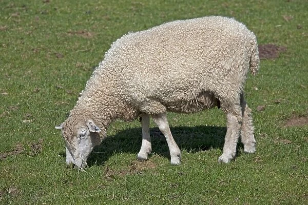 Cotswold Sheep - grazing - Cotswold Farm Park - Gloucestershire - UK