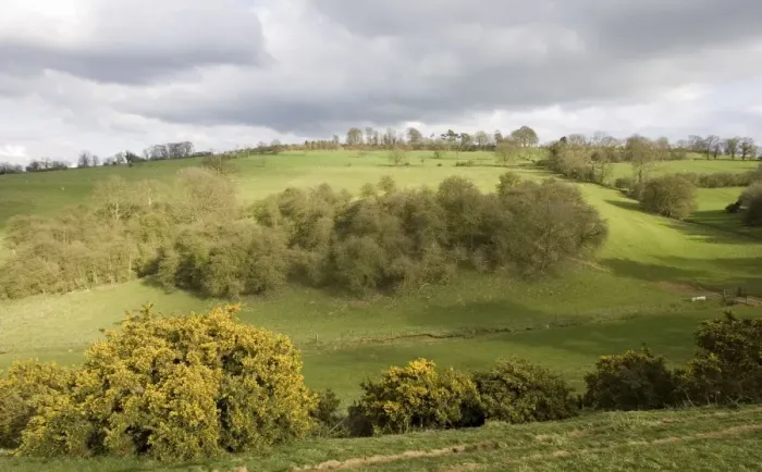 Framed Print : Cotswolds - Woodland and gorse on side of valley escarpment at Mickleton near Chipping Campden UK Framed Print : Cotswolds - Woodland and gorse on side of valley escarpment at Mickleton near Chipping Campden UK