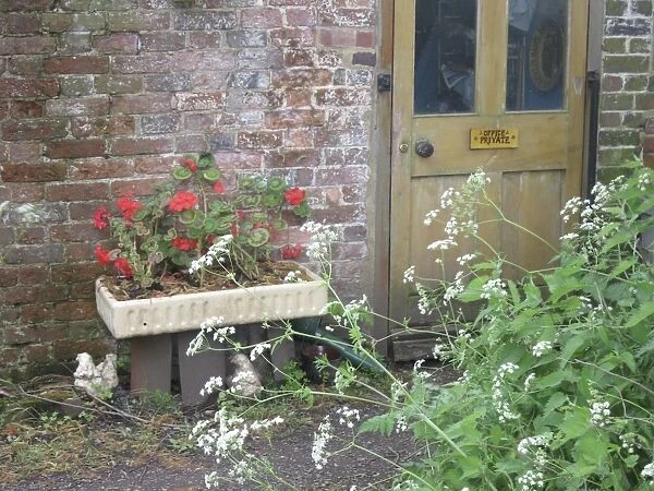 Cottage back door with geraniums and cow parsley