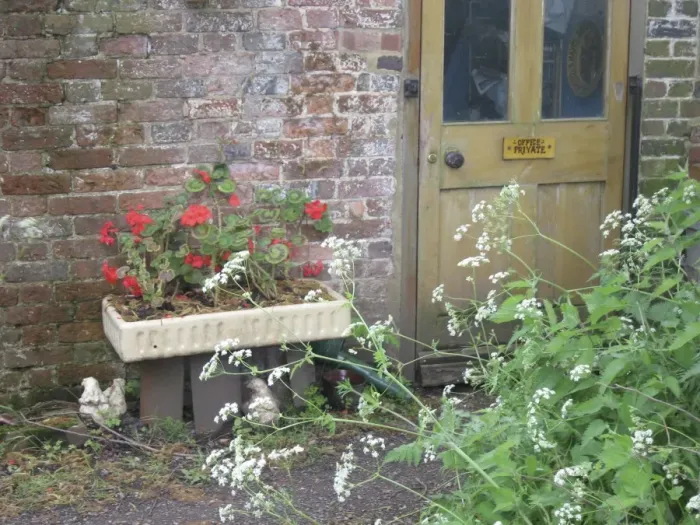 Framed Print : Cottage back door with geraniums and cow parsley Framed Print : Cottage back door with geraniums and cow parsley