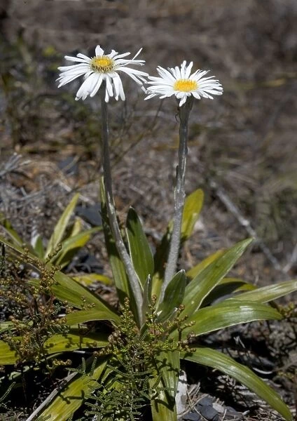 Cotton daisy, North Island, New Zealand. Endemic