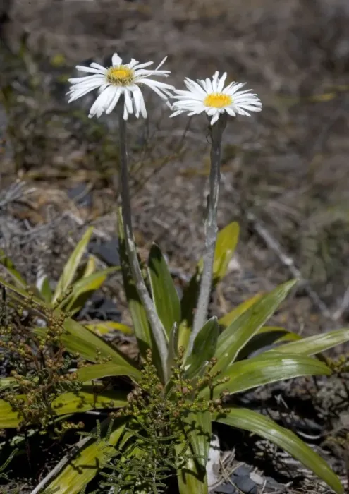 Framed Print : Cotton daisy, North Island, New Zealand. Endemic