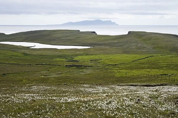 Cotton Grass and Shetland Coast, with Papa Stour in Background West Mainlad, Shetland, UK LA003163