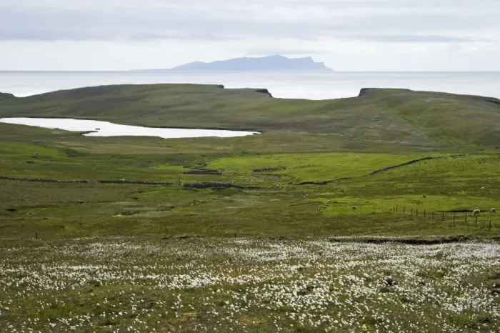 Framed Print : Cotton Grass and Shetland Coast, with Papa Stour in Background West Mainlad, Shetland, UK LA003163