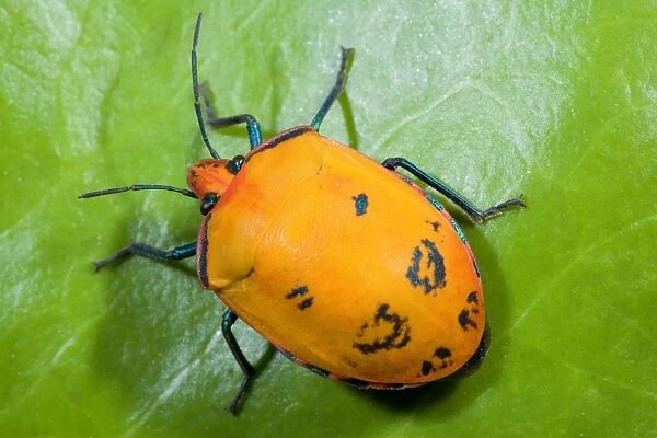 Cotton Harlequin Bug - female of this orange coloured bug scurrying over a leaf - Bingil Bay, Queensland, Australia