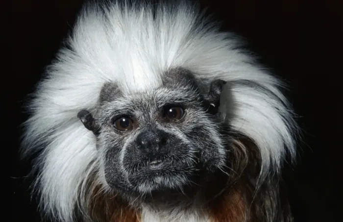 Framed Print : Cotton-headed Tamarin Framed Print : Cotton-headed Tamarin