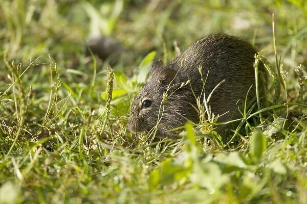 Cotton Rat - feeding in grassland