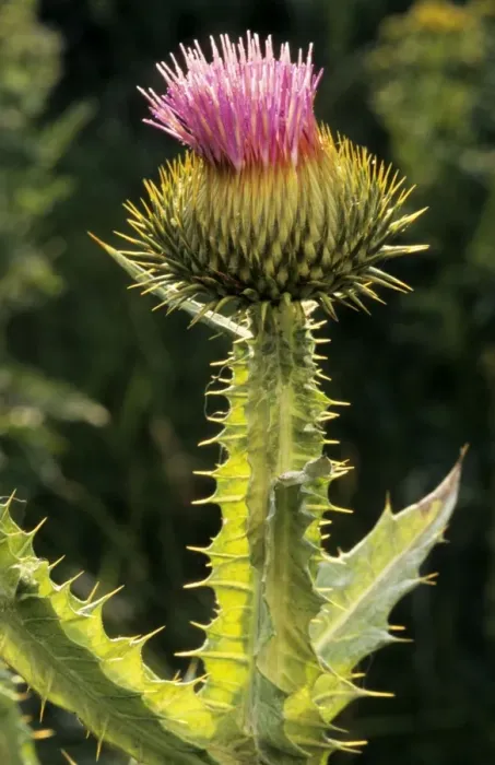 Framed Print : Cotton Thistle Framed Print : Cotton Thistle