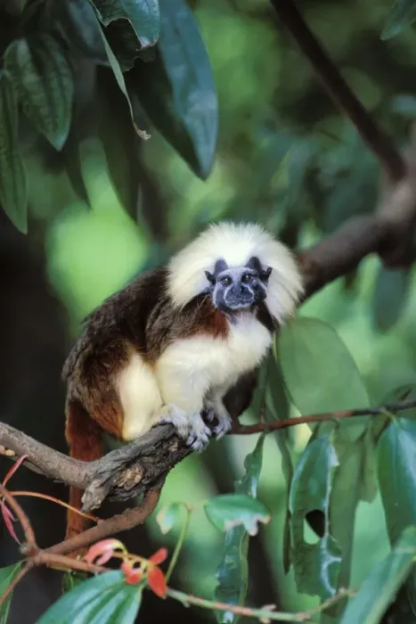 Framed Print : Cotton-top Tamarin South America 2mp51 Framed Print : Cotton-top Tamarin South America 2mp51
