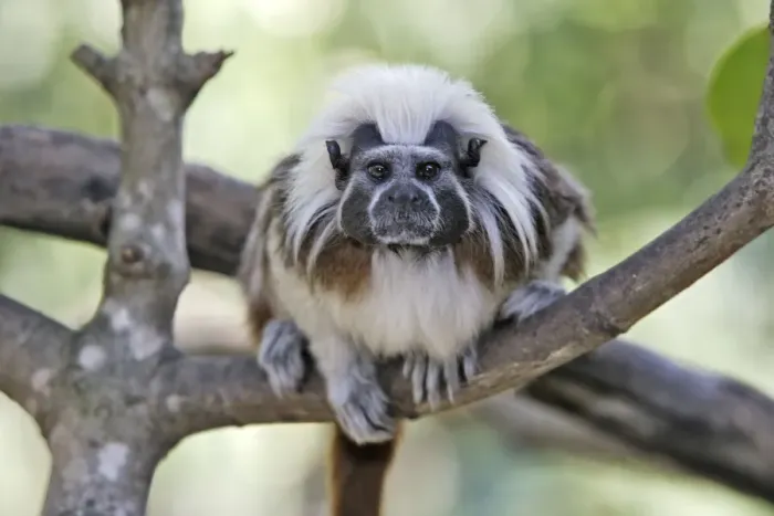 Framed Print : Cotton-top Tamarin. Venezuela Framed Print : Cotton-top Tamarin. Venezuela