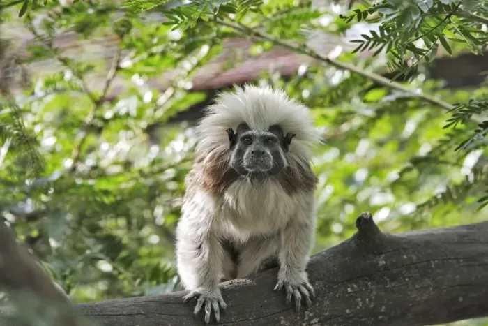 Framed Print : Cotton-top Tamarin. Venezuela