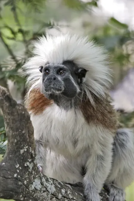 Framed Print : Cotton-top Tamarin. Venezuela